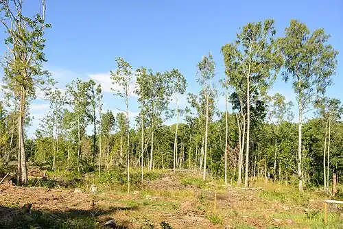 Forêt endommagée par la tempête Alfrida.