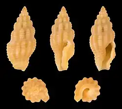 Lienardia crassicostata