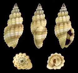 Lienardia nigrotincta.