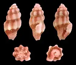 Lienardia rubida.