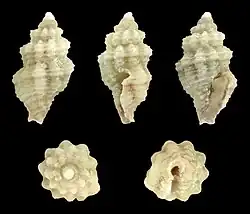 Lienardia strombilla.