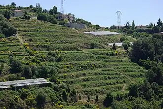 Image illustrative de l’article Bellet (AOC)