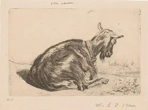 Chèvre couchée, gravure, aquatinte, Rijksmuseum Amsterdam.