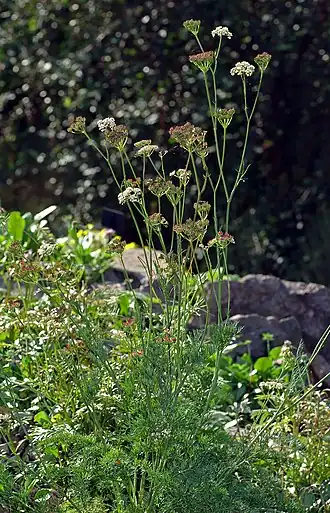Description de l'image Ligusticum mutellina (aka).jpg.