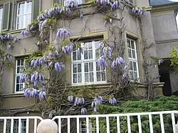 Wisteria sinensis