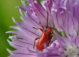 Description de l'image Lilioceris schneideri (Malancourt-13).JPG.