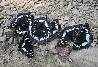 Limenitis populi ussuriensis