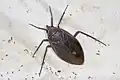 Limnogeton fieberi, du Mozambique