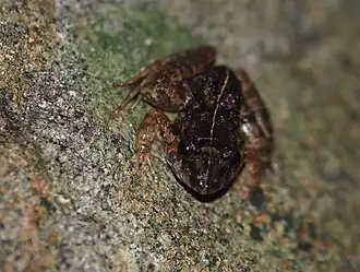 Description de l'image Limnonectes gyldenstolpei.jpeg.