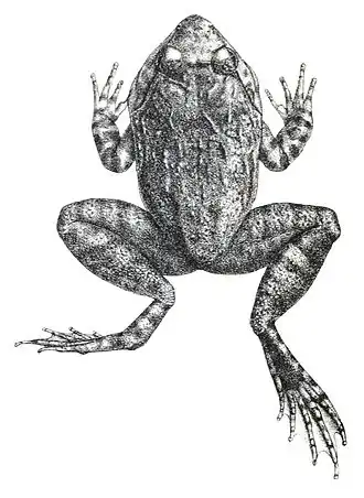 Description de l'image Limnonectes laticeps.jpg.