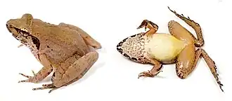 Description de l'image Limnonectes paramacrodon (10.3897-evolsyst.2.27020) Figure 2 (cropped).jpg.