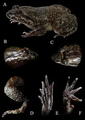 Description de l'image Limnonectes utara (10.3897-BDJ.9.e67253) Figure 6.jpg.