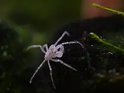 Limnopilos naiyanetri, un Hymenosomatidae