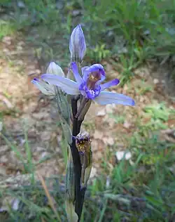 En floraison en juin dans le Vexin