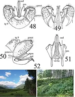 Limonia sylvicola.