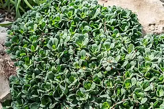 Description de l'image Limonium confusum in BG Goettingen (1).jpg.