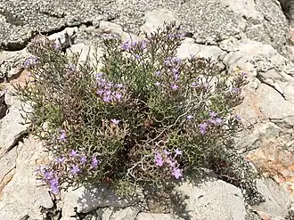 Description de l'image Limonium cordatum 46377560.jpg.