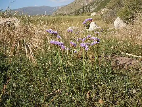 A l'état sauvage en Grèce.