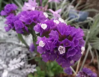 Description de l'image Limonium sinuatum pastel shades.jpg.