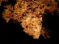 Le « lustre d'aragonite »