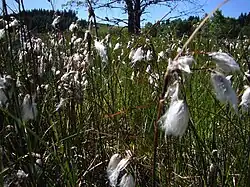 Linaigrettes sur la tourbière.