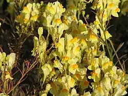 Linaria vulgaris Miller – Linaire vulgaire –(Butter-and-eggs).