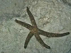 Spécimen des Maldives.