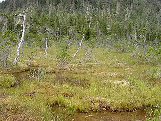 Paysage de l'île Kupreanof