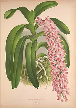 Aerides fieldingiiJean Linden1885.