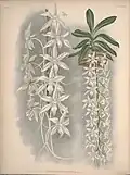 Angraecum articulatumJean LindenIconographie des Orchidées1893