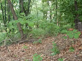 Description de cette image, également commentée ci-après