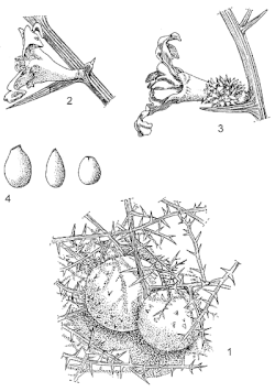 1. Fruit 2. Fleur mâle 3. Fleur femelle 4. Graines.