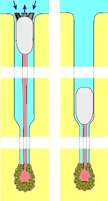 Brachiopode lingulide dans son trou en position « haute » (coquille au ras du sable) et « basse » (coquille enfoncée).