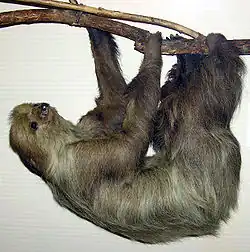 Spécimen de Choloepus didactylus naturalisé (taxidermie)