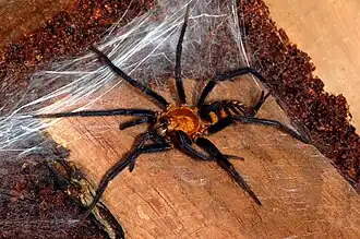 Description de l'image Linothele fg02.jpg.