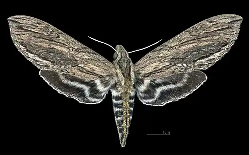 Avers de la femelle (coll.MHNT)