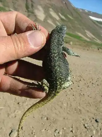 Description de l'image Liolaemus flavipiceus.jpg.