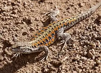 Description de l'image Liolaemus omorfi 362553426.jpg.