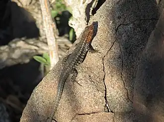 Description de l'image Liolaemus platei.jpg.
