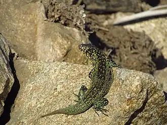 Description de l'image Liolaemus zapallarensis.jpg.