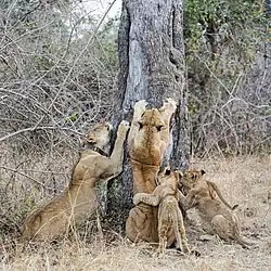 Lionnes aiguisant leurs griffes, les jeunes les imitant, dans le South Luangwa National Park&nbsp;(en), en Zambie. Juillet 2023.