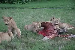 Lionnes entourant une carcasse