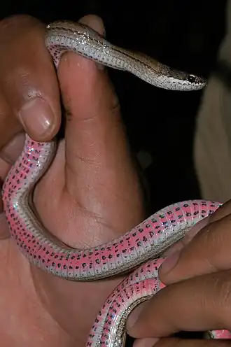 Description de l'image Liophidium rhodogaster 184640905.jpg.