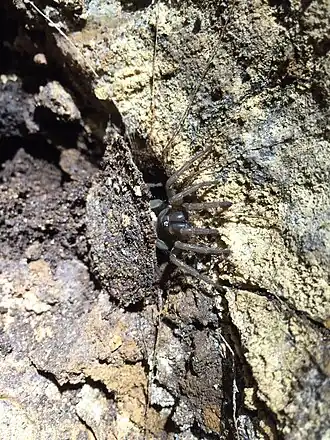 Description de l'image Liphistius Batuensis at its door.jpg.