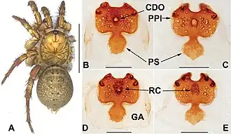 Description de l'image Liphistius hpruso (10.3897-zookeys.882.38811) Figure 3.jpg.