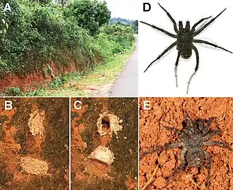 Description de l'image Liphistius pinlaung (10.3897-zookeys.882.38811) Figure 2.jpg.