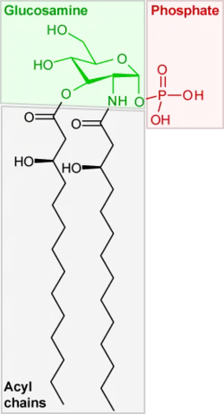 Saccharolipide précurseur du lipopolysaccharide.