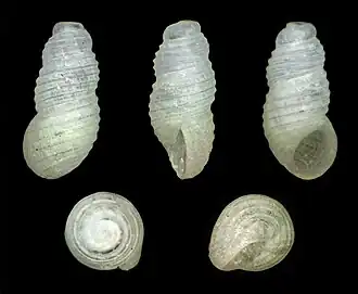 Liroceratia sulcata (Iravadiidae).