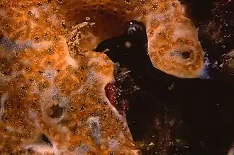 Lissoclinum weigelei