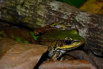 Description de l'image Lithobates palmipes.jpg.